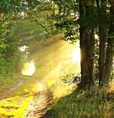 forest-light-small